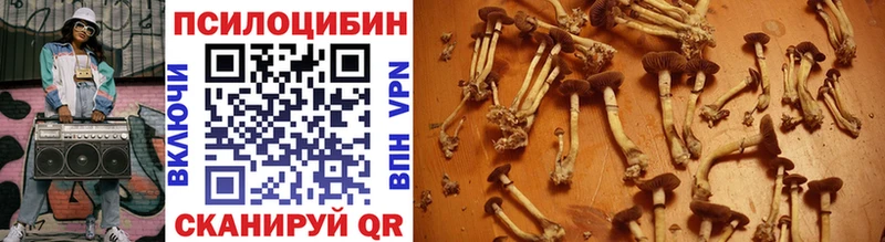 Галлюциногенные грибы Psilocybe  наркошоп  Лыткарино 